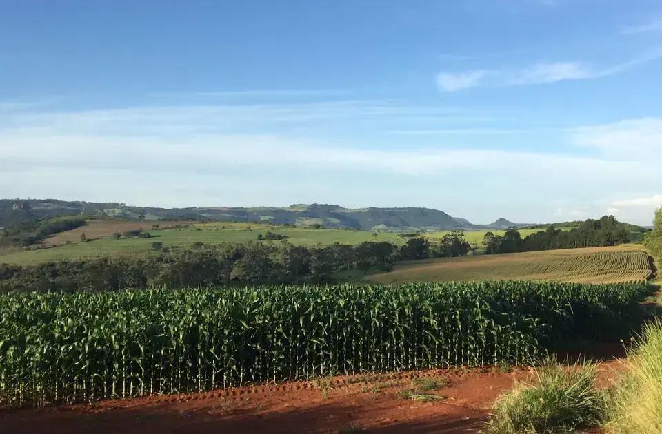 Consumo de milho na produção de frango e suíno