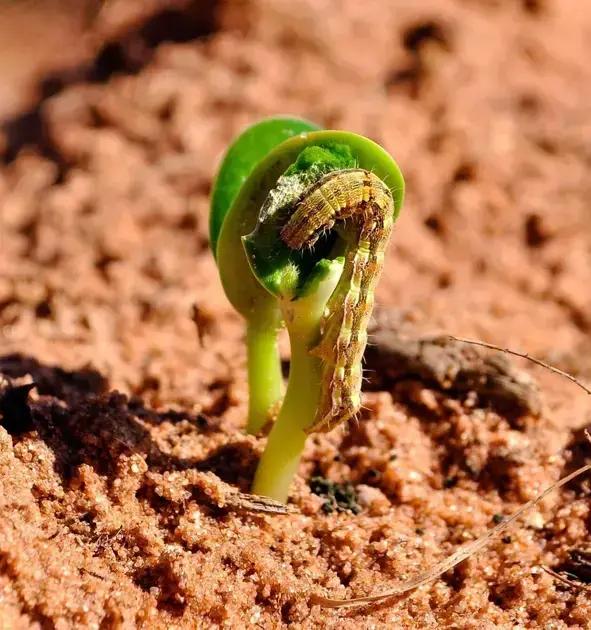 Controle Ambiental na Agricultura Sustentável: Práticas e Resultados