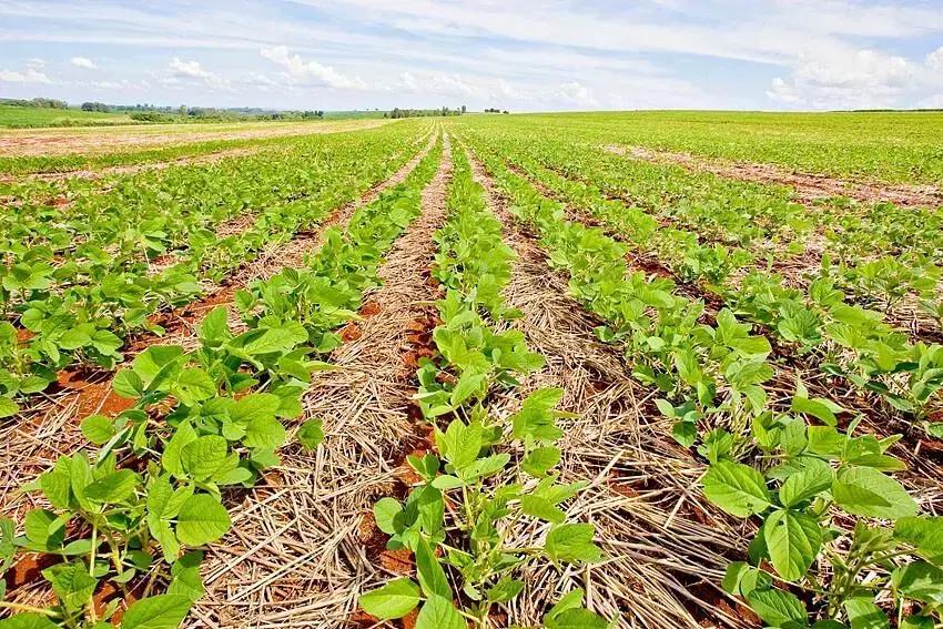 Controle Mecânico de Plantas Daninhas Controle Mecânico de Plantas Daninhas