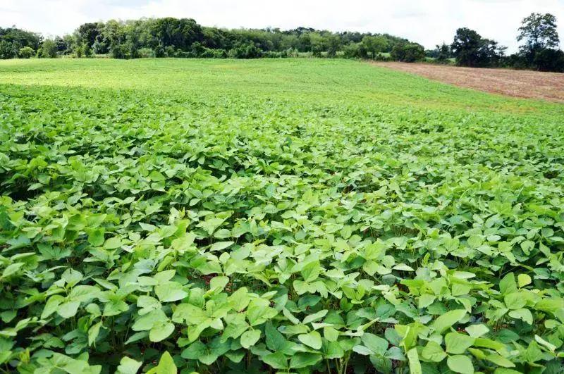 Crotalária: planta antagonista no combate aos nematóides