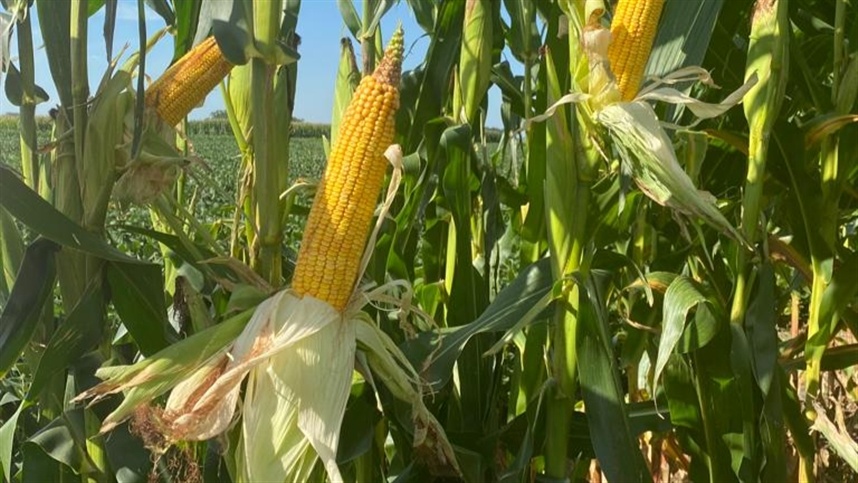 Cultivo do milho ameaçado por chuvas intensas