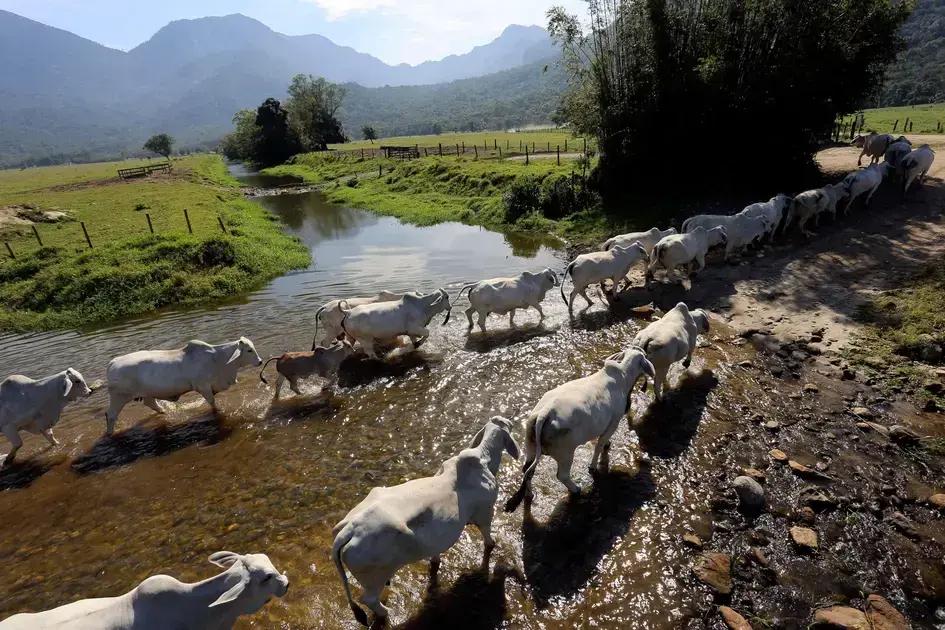 Desafios e Soluções: Custos de Produção e Qualidade dos Recursos Humanos na Pecuária