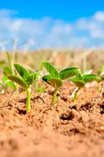 Desafios e soluções no controle de doenças em plantações de soja
