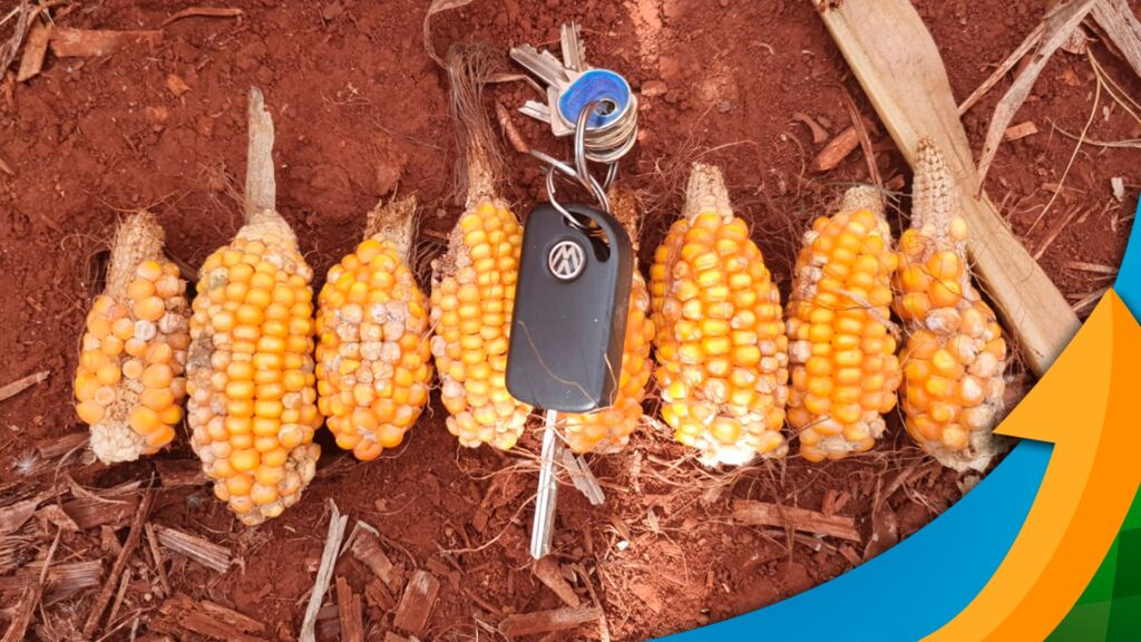 Falta de chuvas e calor forte afetaram drasticamente milho em Assis Chateaubriand/PR