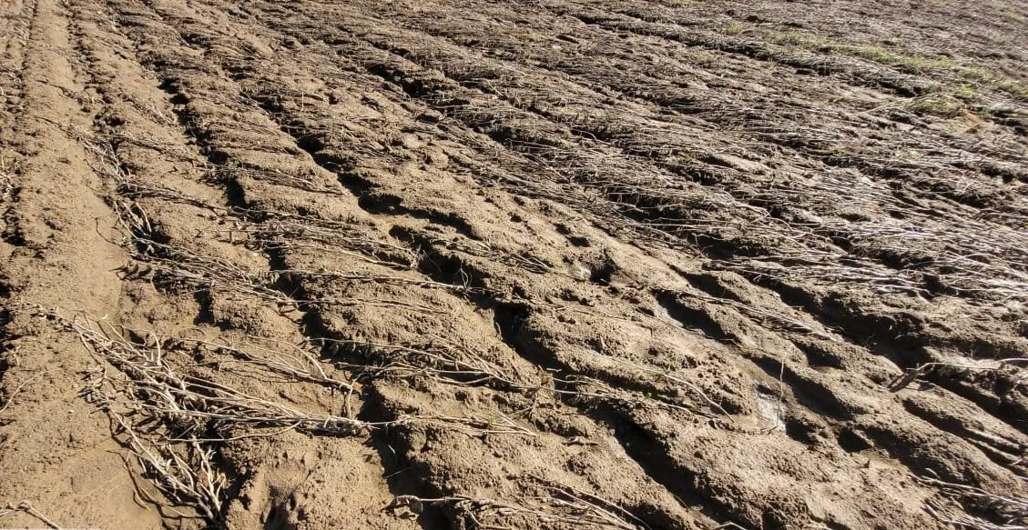Desastre na agricultura de Vera Cruz: Emater/RS revela prejuízos 1 Relatório da Emater/RS passa a contabilizar prejuízos em Vera Cruz