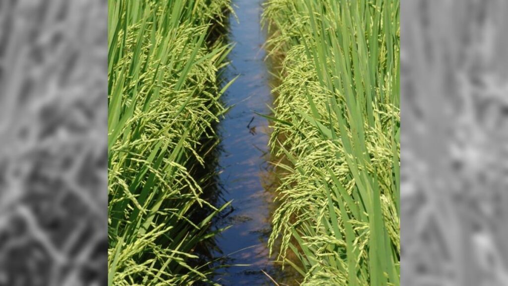 Desastres das enchentes no RS: lavouras e pastos devastados 1 Enchentes no Rio Grande do Sul devastaram pastos e lavouras de 2º safra