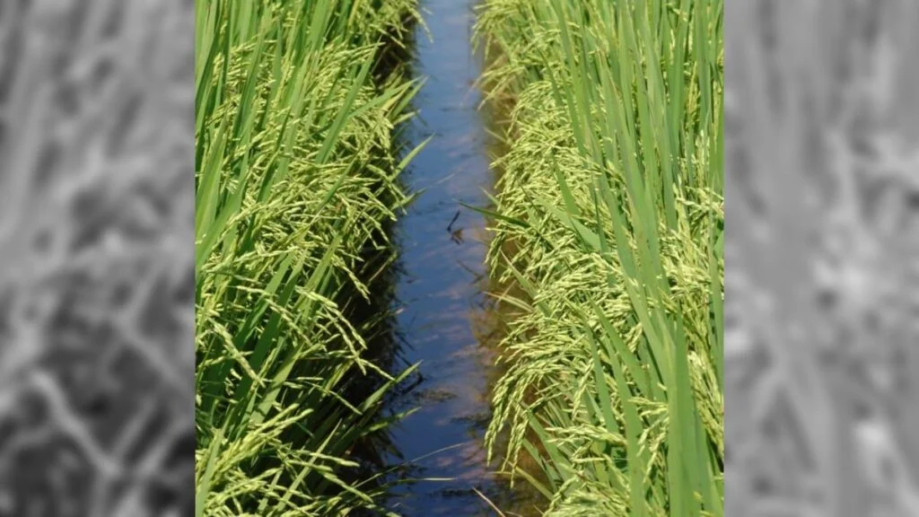 Desastres das enchentes no RS: lavouras e pastos devastados 1 Enchentes no Rio Grande do Sul devastaram pastos e lavouras de 2º safra