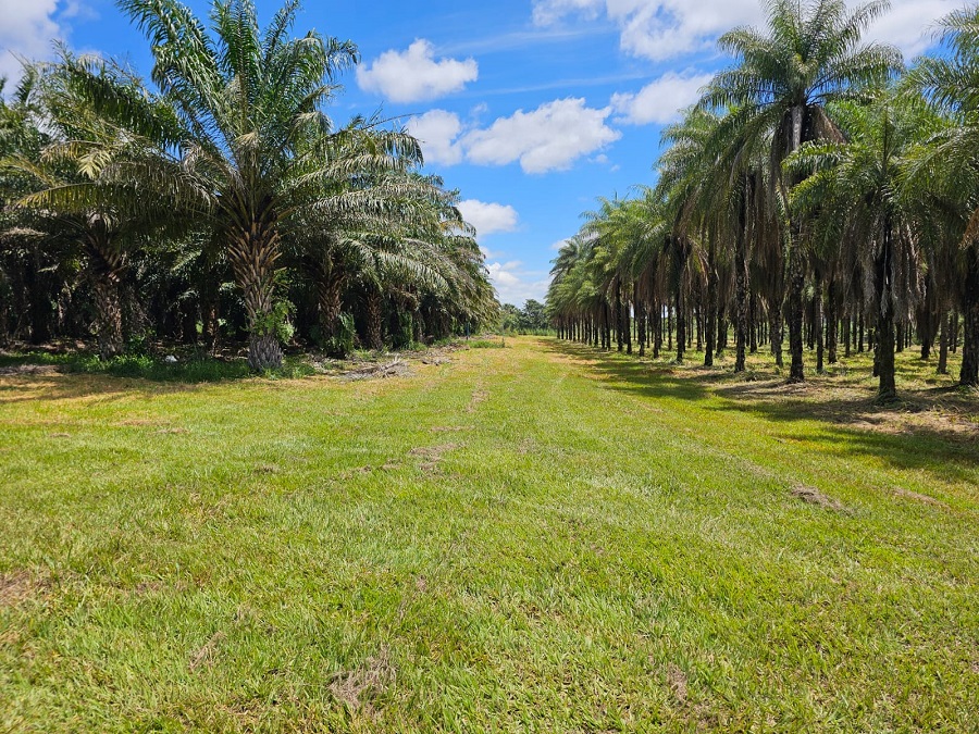 Descobertas inovadoras: Acelen Renováveis investe em pesquisas com macaúba e dendê