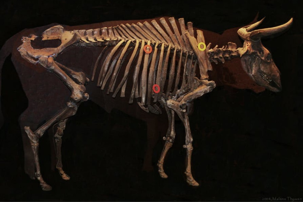 Descubra a misteriosa raça bovina esquecida!