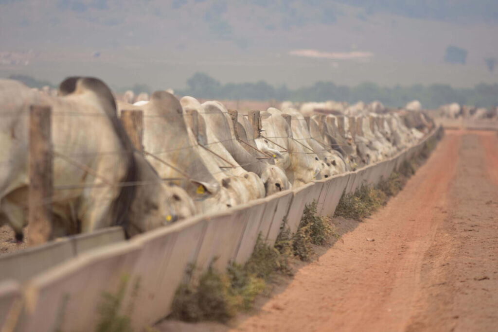 dsm-firmenich mostra tecnologias de desempenho na 89ª ExpoZebu