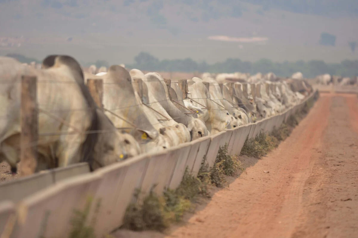 Descubra as inovações da DSM-Firmenich na ExpoZebu! 14 dsm-firmenich mostra tecnologias de desempenho na 89ª ExpoZebu