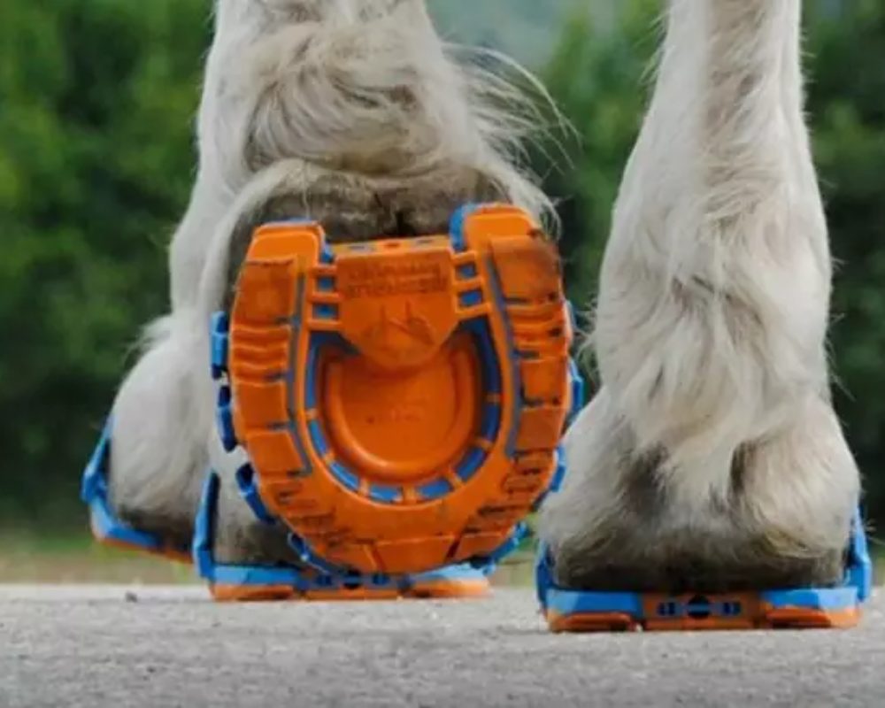 Conheça os tipos de ferraduras para seu cavalo — CompreRural