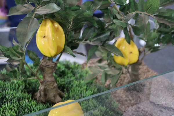 Embrapa Amapá apresenta tecnologias no estande do Ministério da Agricultura na Caravana Federativa