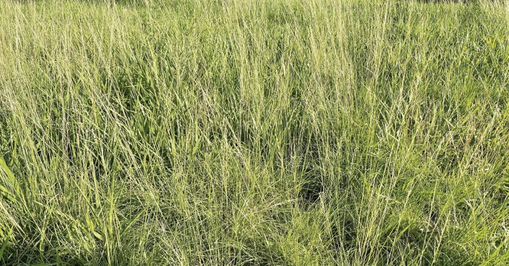 Controle de daninhas no pasto: da valorização da fazenda à alta rentabilidade do pecuarista • Portal DBO