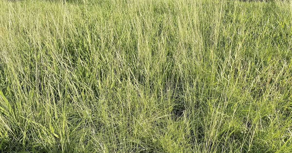 Controle de daninhas no pasto: da valorização da fazenda à alta rentabilidade do pecuarista • Portal DBO