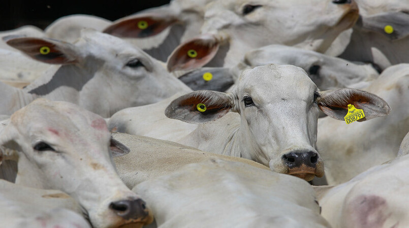 Mapa institui grupo que definirá rastreabilidade individual de animais