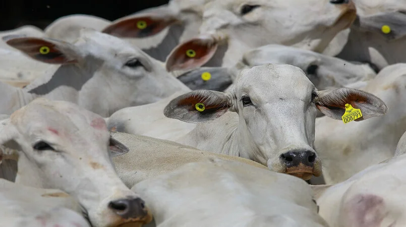 Descubra como o Mapa está revolucionando rastreabilidade de animais 8 Mapa institui grupo que definirá rastreabilidade individual de animais