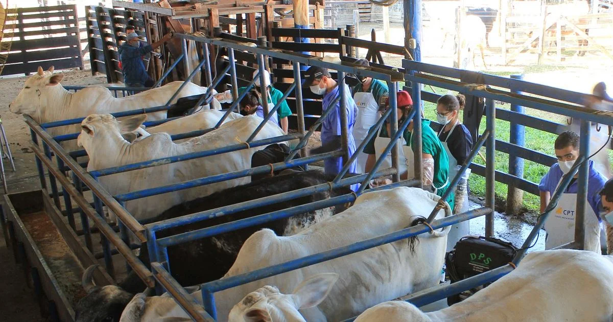 Descubra como o Programa ApodiAgro pode transformar seu rebanho! 13 Programa ApodiAgro promove inseminação artificial e melhoramento genético de rebanhos em parceria com o SEBRAE