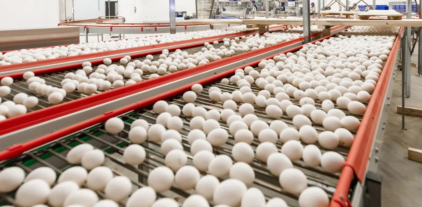 Descubra: Estabilidade nos preços dos ovos! 2 Preços dos ovos se mantêm estáveis na maioria das regiões