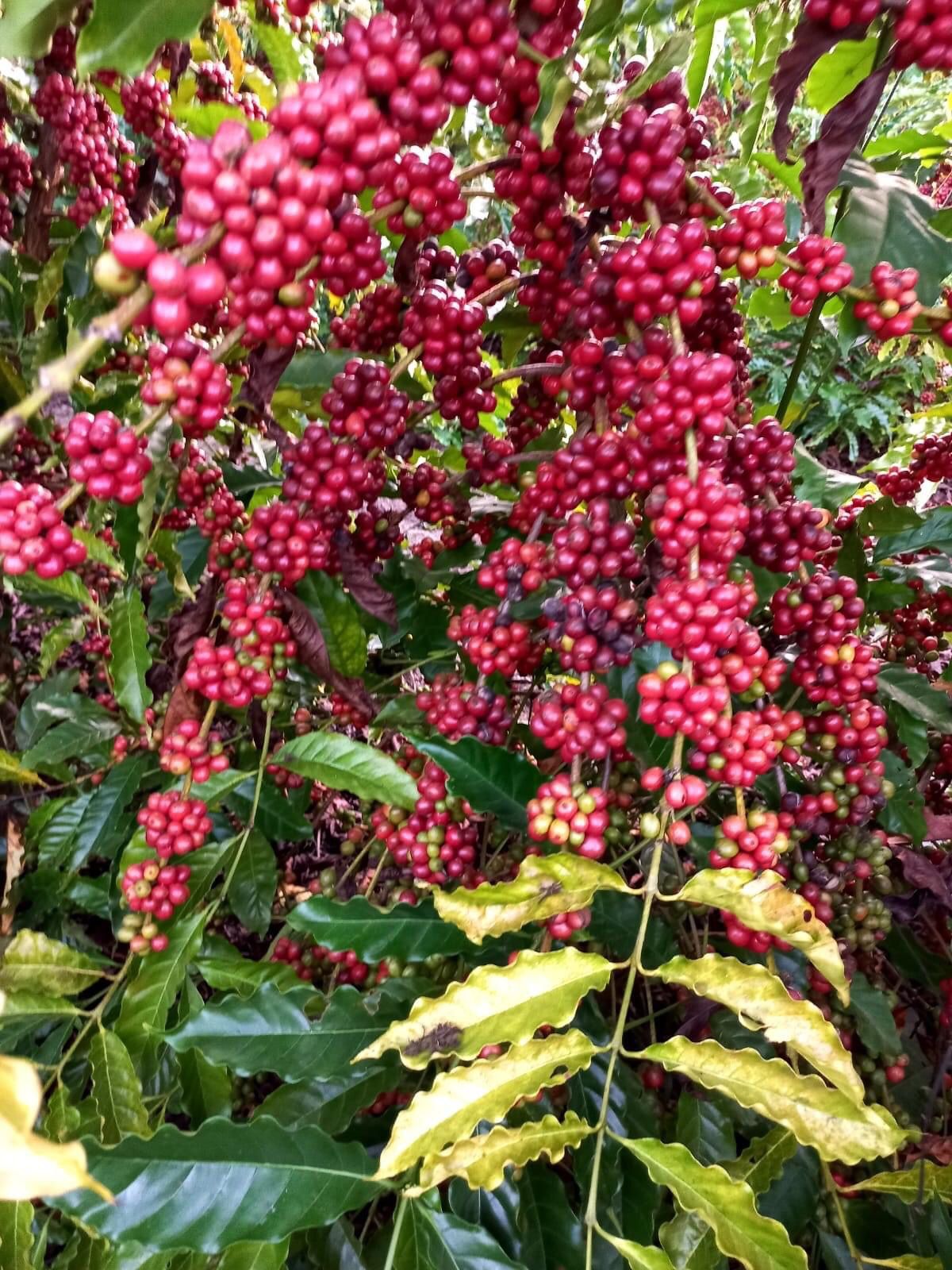 Em Cacoal, cafeicultura impulsiona desde comunidades indígenas a empreendedores urbanos