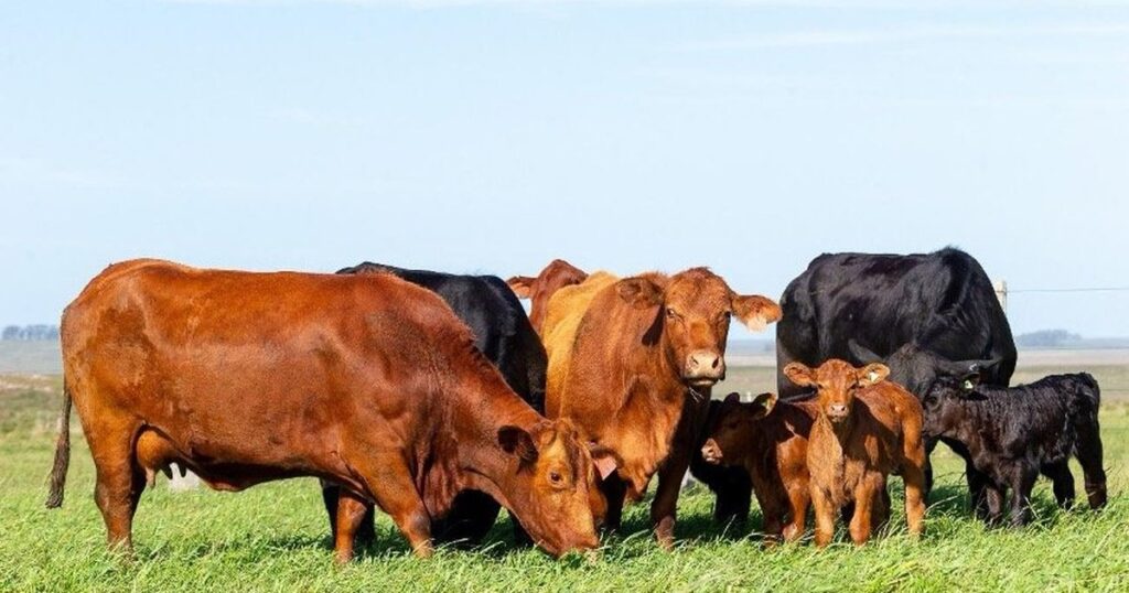 Descubra o que há de novo na 2ª edição do Universo Pecuária 7 Veja destaques da programação da 2ª edição do Universo Pecuária