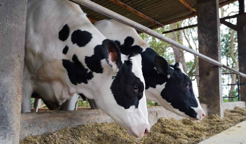 Vacas em Castro produzem em média 32 litros por dia em sistema free-stall