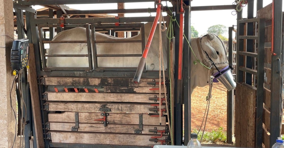 Descubra o segredo para reduzir as emissões de metano em 15% e aumentar o retorno no gado em 10 vezes!