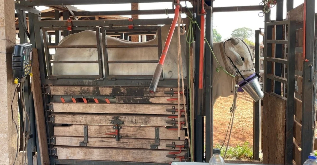 Descubra o segredo para reduzir as emissões de metano em 15% e aumentar o retorno no gado em 10 vezes! 12 Aditivo natural reduz em 15% emissão de metano e garante retorno 10 vezes em GMD no gado