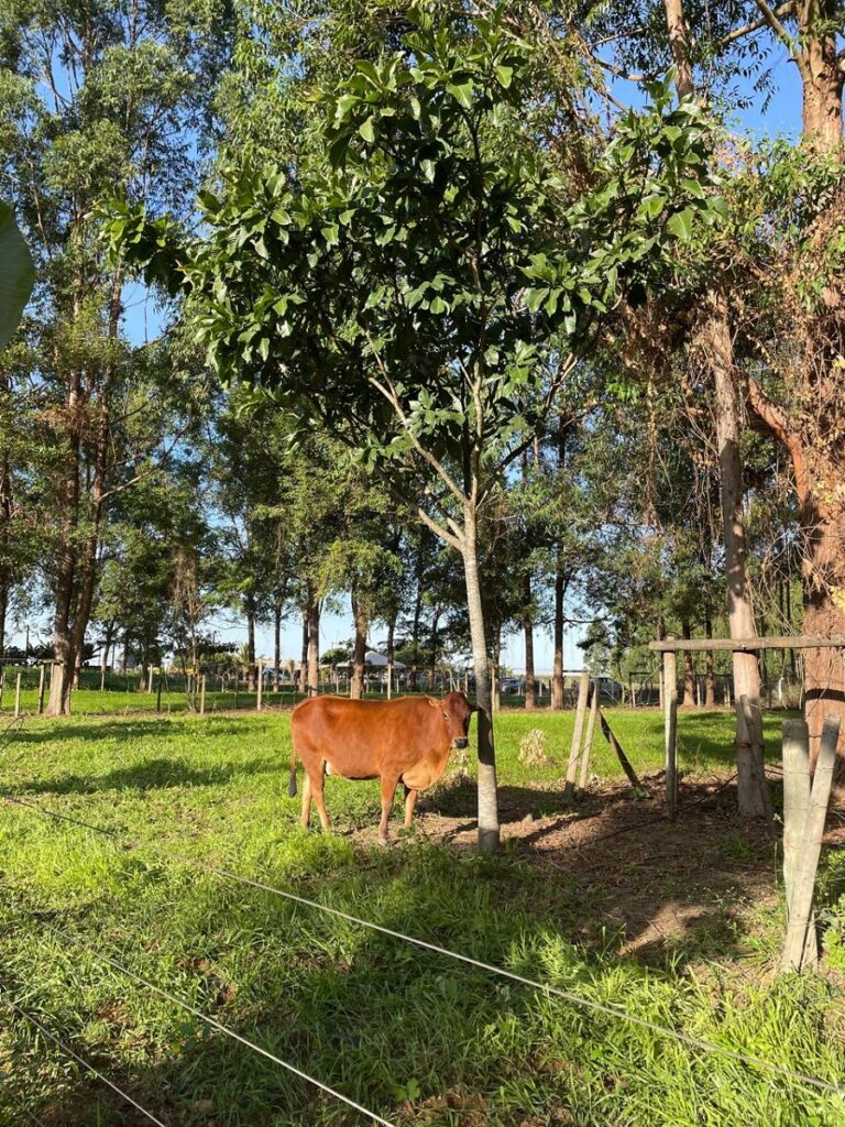 Sistema Agrossilvipastoril Orgânico é tema de dia de campo nesta quinta-feira (23) na Agrobrasília