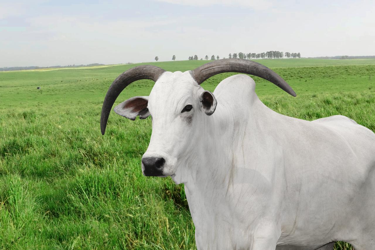 Leilão traz genética das linhagens do Nelore mais prestigiadas do Brasil — CompreRural