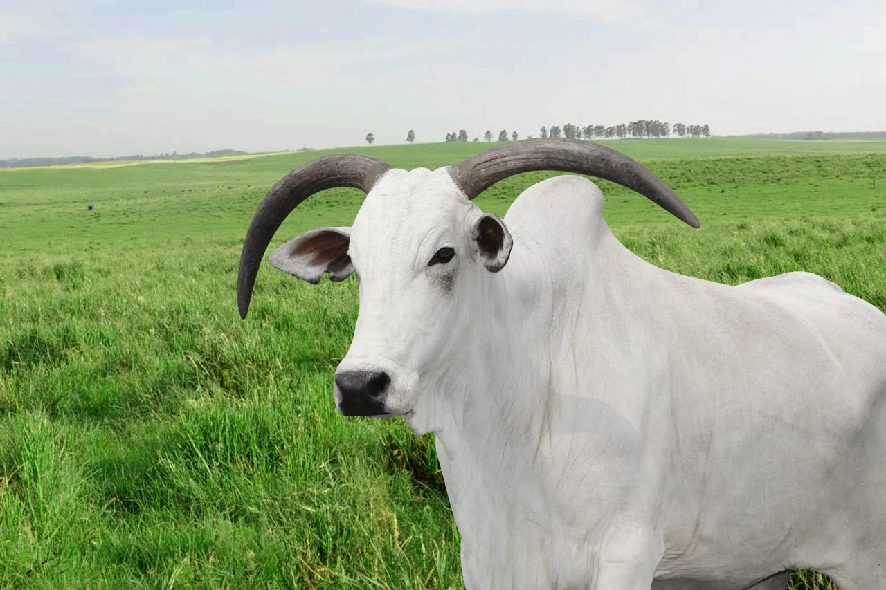 Descubra os segredos das linhagens do Nelore em leilão exclusivo