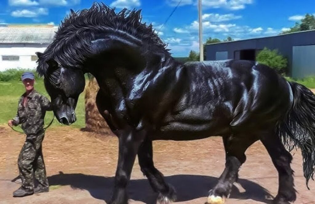 "Descubra raças de cavalos incríveis" - CompreRural 22 Raças de cavalo que você não conhecia — CompreRural