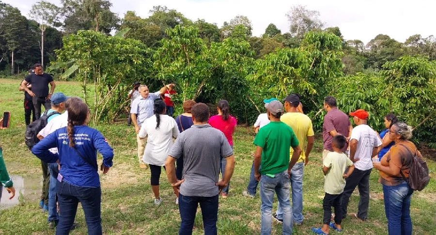 Descubra todos os segredos da colheita de café robusta na Amazônia 1 Curso em Silves aborda colheita e pós-colheita de cafés robustas amazônicos