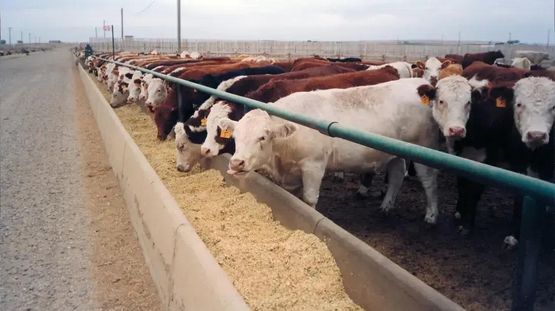 Eficiência alimentar na produção de carne bovina: importância do balanceamento de dietas