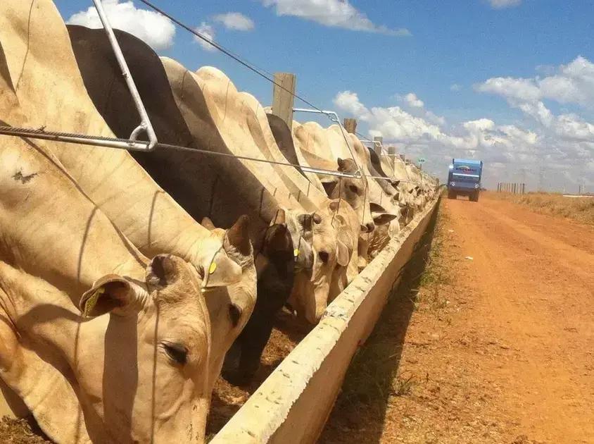 Eficiência na compra de insumos: otimizando os custos na produção