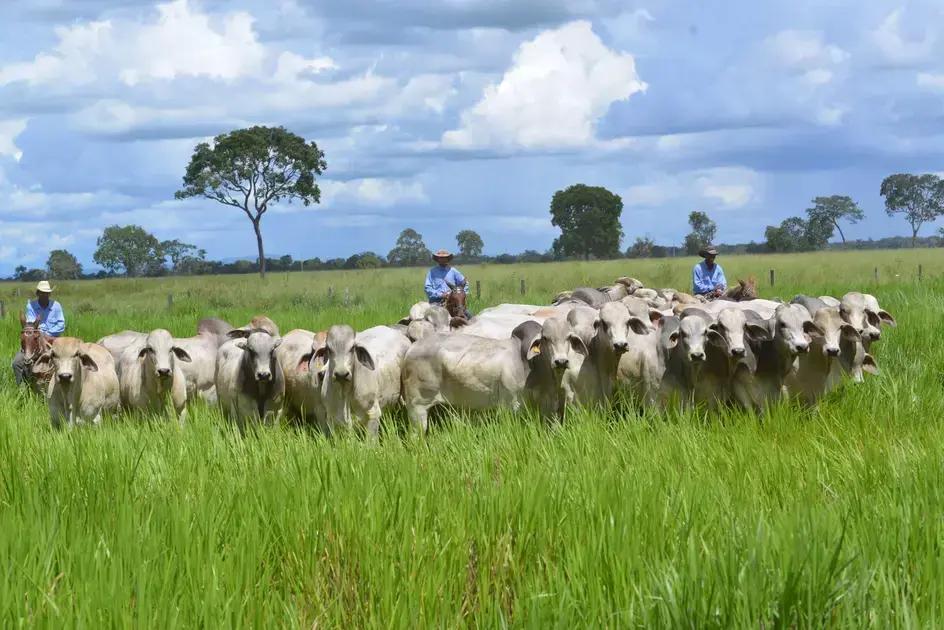 Eficiência produtiva na pecuária de corte com raças de zebus