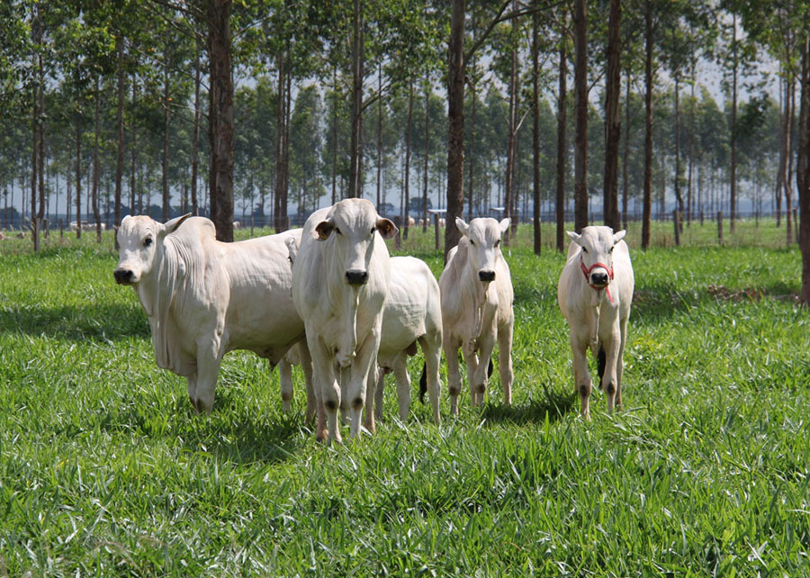 Embrapa Cerrados e o G20: Encontro Imperdível