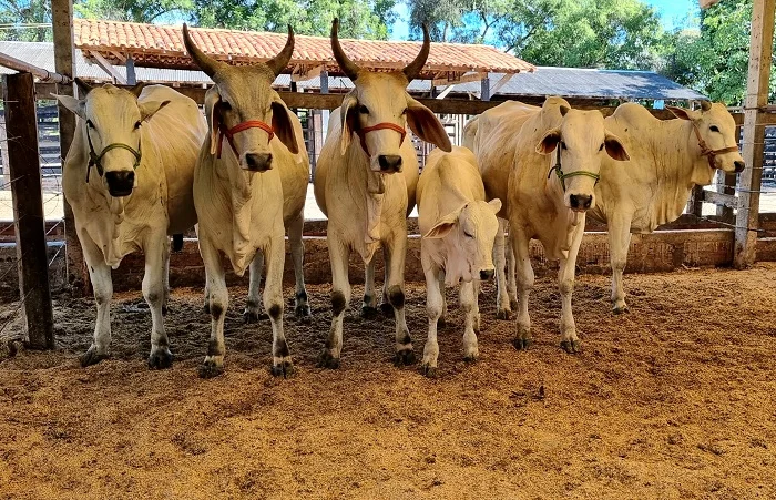 Embrapa Meio-Norte na vanguarda do Leilão Oiticica 2024 1 Embrapa Meio-Norte participa do Leilão Oiticica 2024