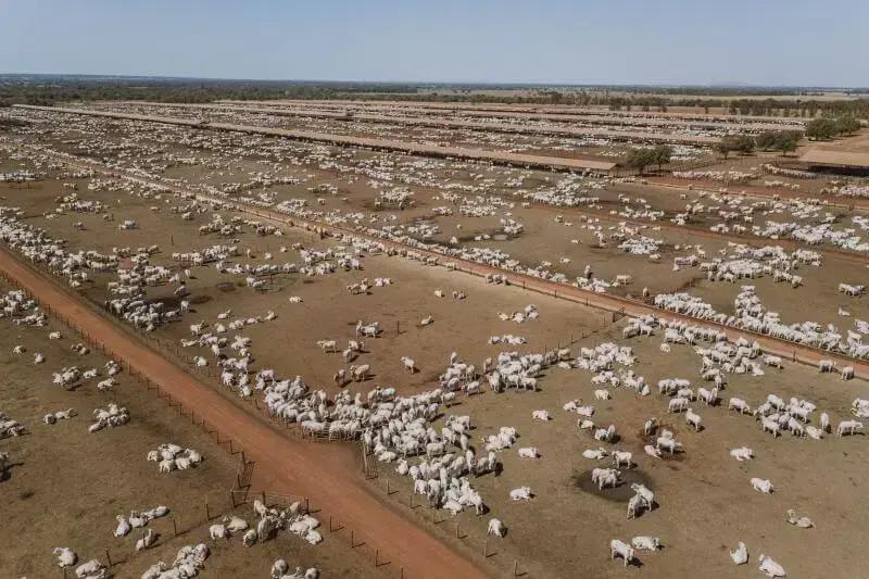 Estratégias para reduzir os custos na produção pecuária