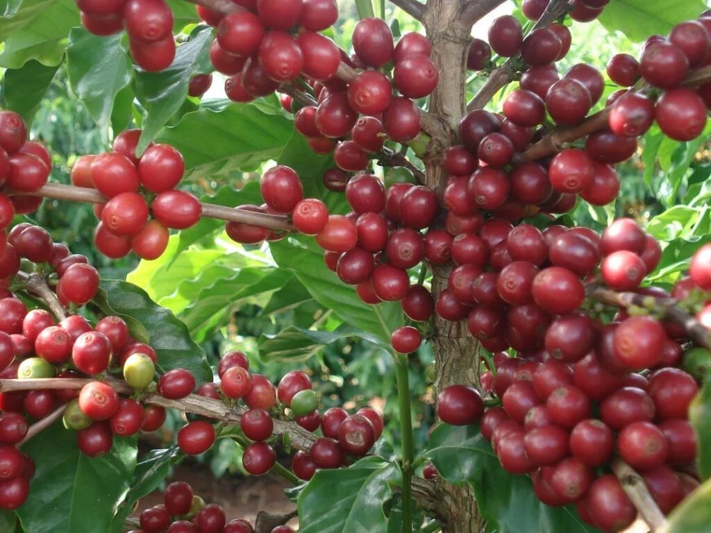 Agência Minas Gerais | Epamig promove nova edição do Dia de Campo Café com Leite