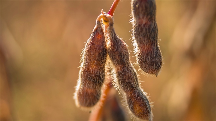 Farelo de soja: cotações disparam com greve na Argentina