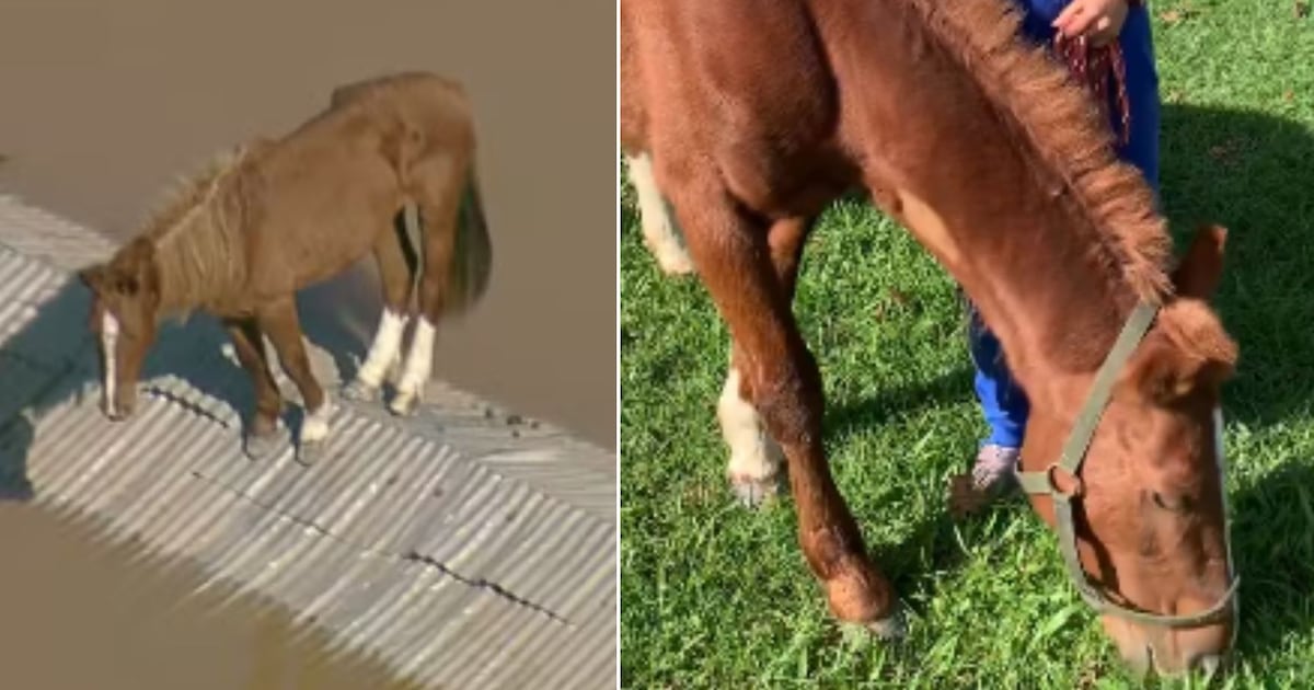 Felipe Neto revela destino de cavalo ilhado em enchente – Metro World News