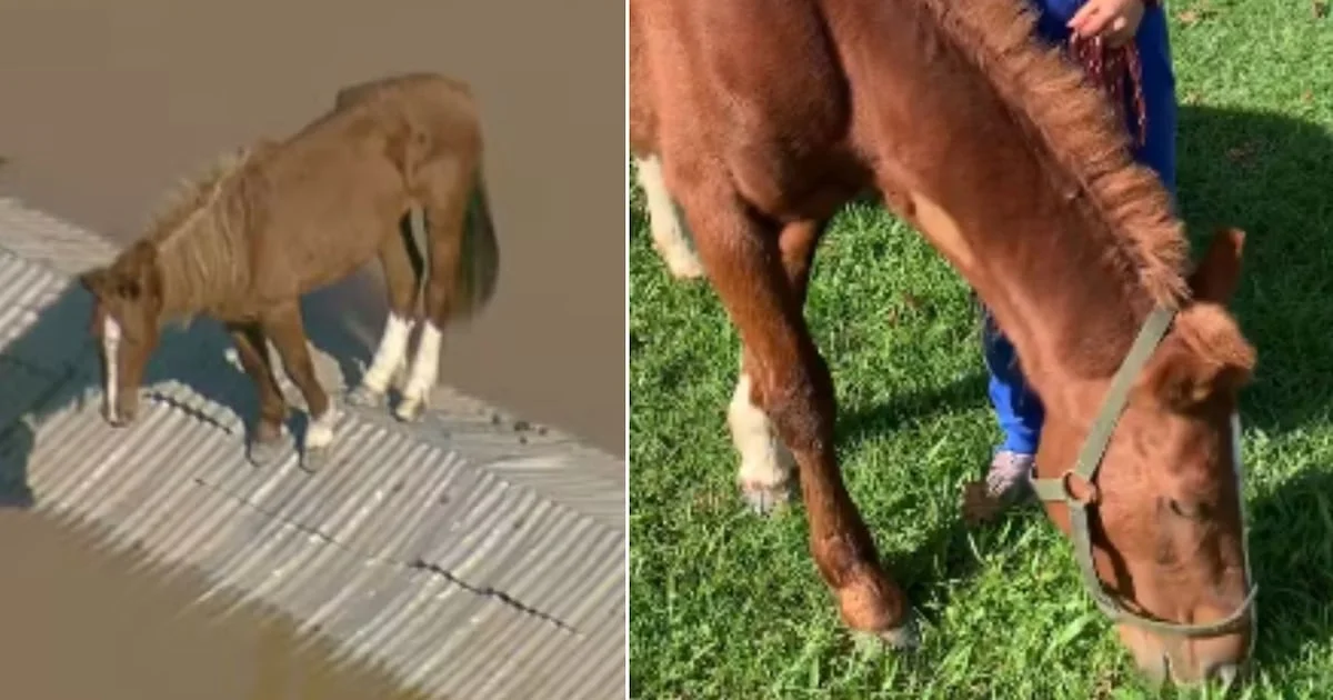 Felipe Neto revela qual será o destino do cavalo que ficou ilhado em enchente no RS – Metro World News Brasil