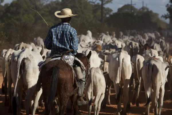 Frigoríficos derrubam preço da arroba; Novidades no mercado! 11 pecuarista pecuária de corte boi gordo