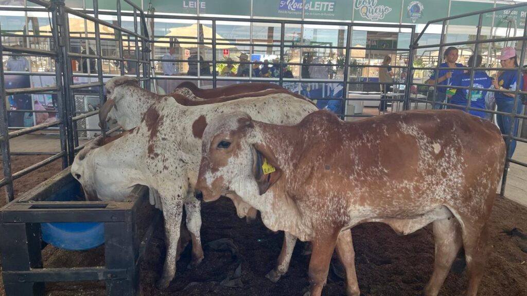 Girolando: Desafios e Oportunidades na Rondônia Rural Show 10 Agricultura - Oportunidades e desafios para criadores da raça Girolando são debatidos na Rondônia Rural Show Internacional - Governo do Estado de Rondônia