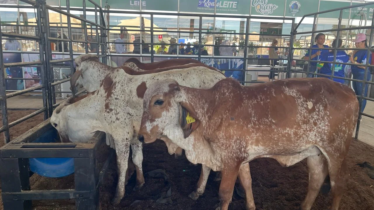 Girolando: Desafios e Oportunidades na Rondônia Rural Show 2 Agricultura - Oportunidades e desafios para criadores da raça Girolando são debatidos na Rondônia Rural Show Internacional - Governo do Estado de Rondônia