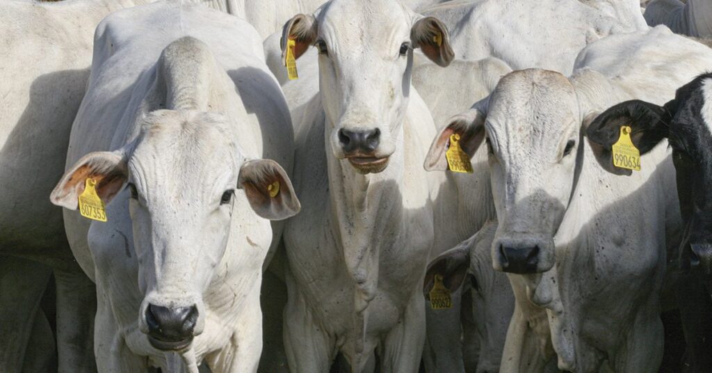 Mapa institui Grupo de Trabalho que definirá rastreabilidade individual de bovinos e bubalinos • Portal DBO