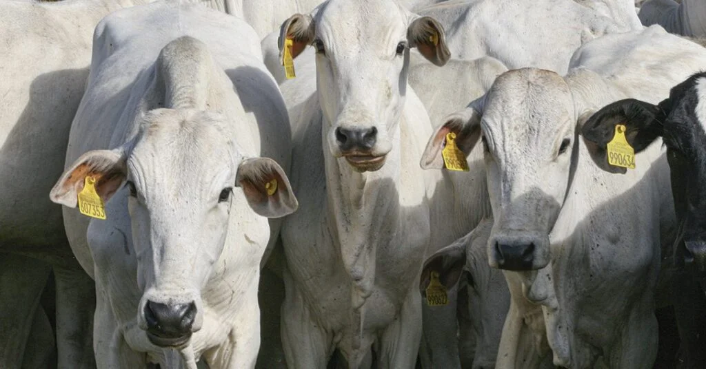 Mapa institui Grupo de Trabalho que definirá rastreabilidade individual de bovinos e bubalinos • Portal DBO