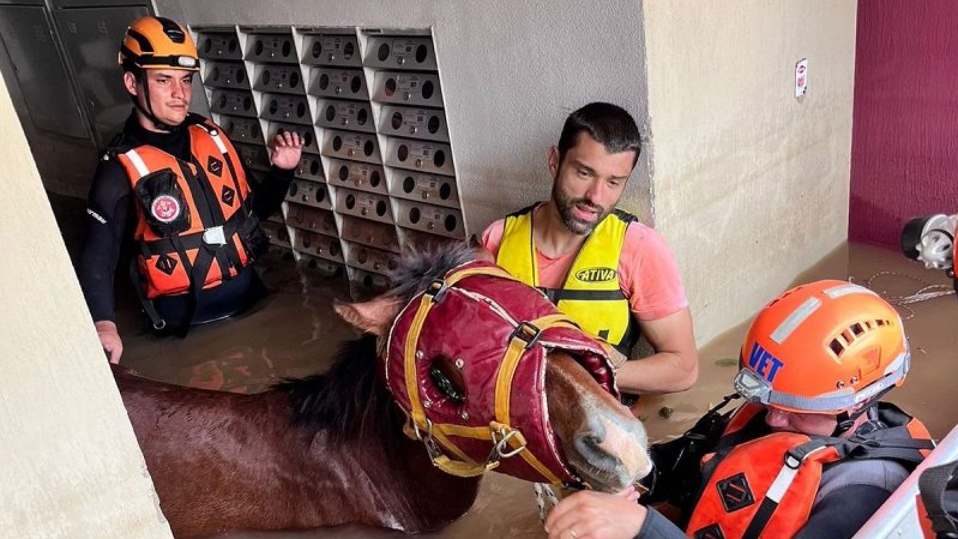 Heróis paulistas são premiados por resgatar cavalo em perigo