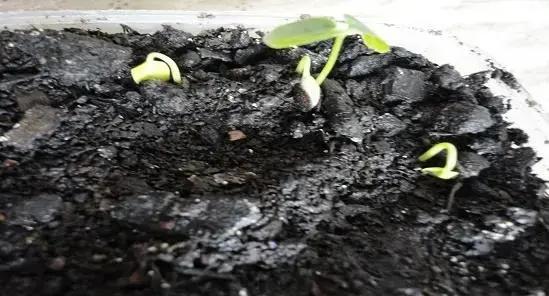 Importância da formação de pastagem para o sucesso do plantio Importância da formação de pastagem para o sucesso do plantio